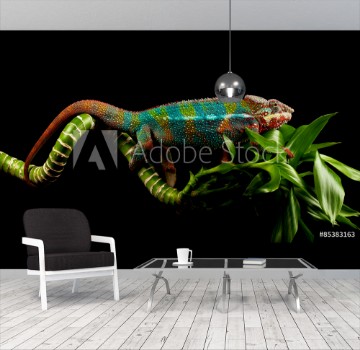Picture of Blue bar panther chameleon on a bamboo cane isolated black background